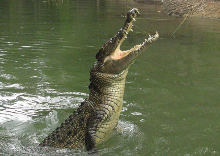 Hartley's Crocodile Adventures